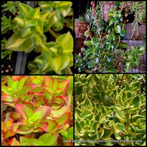 3 Types of Crassula sarmentosa x 6 Plants Rare Green, Variegated, medio picta Reverse Showy Trailing Jade Succulents Plants Hanging Baskets Groundcover Patio Balcony