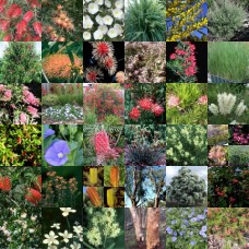 Natives Mixed x 20 Plants 4 Types Random Pack Hardy Shrubs Trees Grasses Garden Flowers 