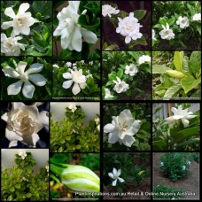 Gardenia x 8  Plants 3 Types Fragrant White Double Flowering Cottage Garden Plants Shade Shrubs Hedge Scented Patio Balcony Pot