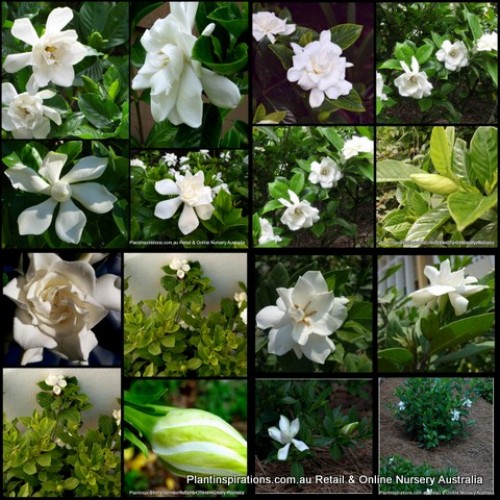 Gardenia x 8  Plants 3 Types Fragrant White Double Flowering Cottage Garden Plants Shade Shrubs Hedge Scented Patio Balcony Pot