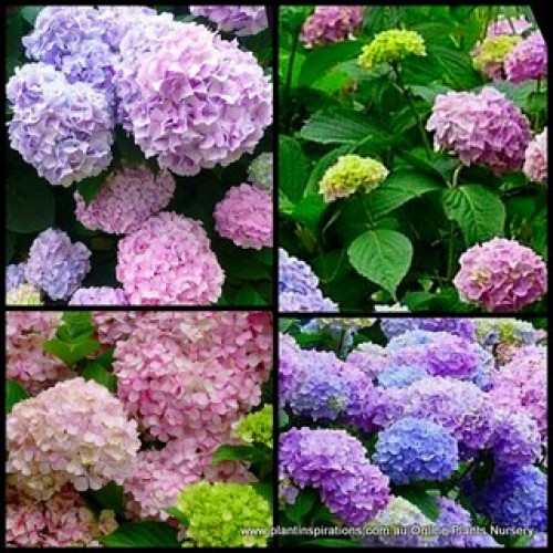 Hydrangea Sir Joseph Banks x 1 Plants Pastel Pink/Blue Mophead Cottage Garden Shrubs Large Flowers Flowering Hortensia macrophylla Border Patio Balcony 