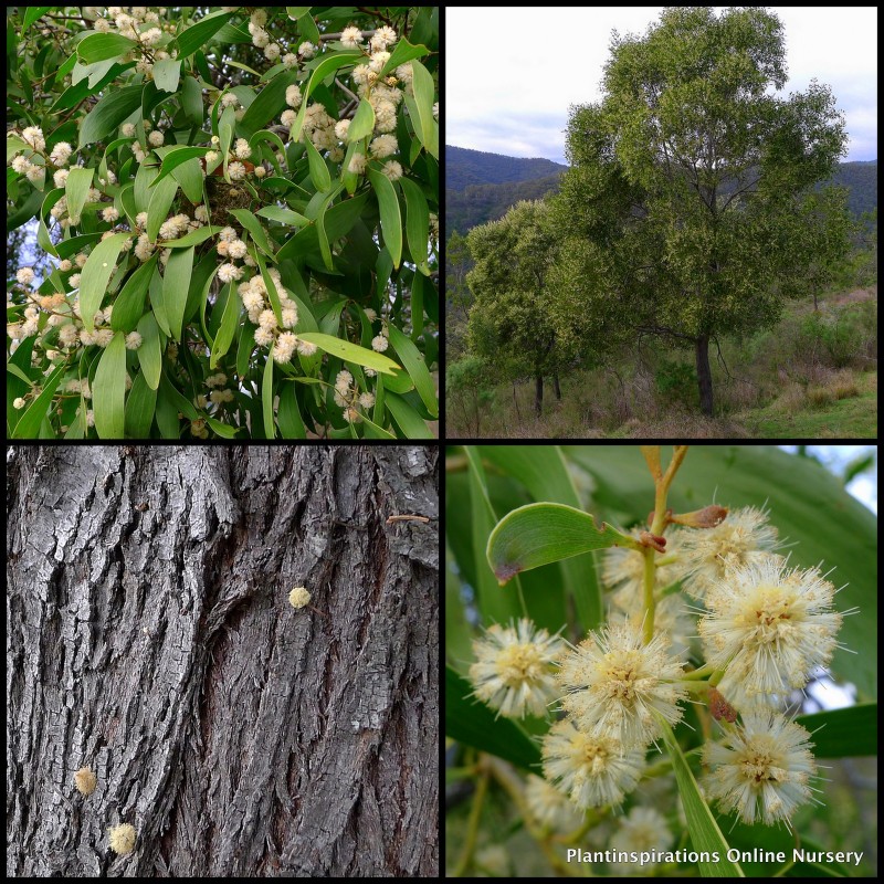 Acacia Lightwood Wattle X 1 Plant Australian Native Plants Trees Yellow Flowering Hardy Drought Frost Hickory