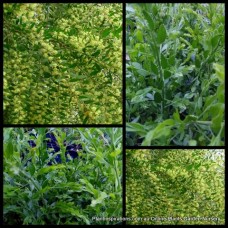 Acacia Sticky Wattle 1 Plants Native Flowering Trees Shrubs howittii