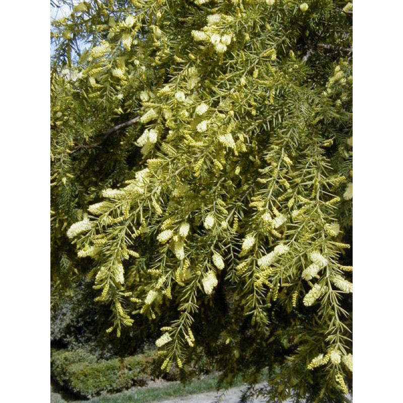 Acacia Prickly Moses Wattle X 1 Plant Australian Native Yellow Flowering Shrubs Hardy Small Trees Star