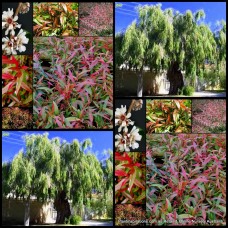 Agonis Willow Myrtle x 1 Plants Swan River Peppermint Gum Native Small Trees Shrubs Weeping White Flowering Hardy Drought Hedging flexuosa
