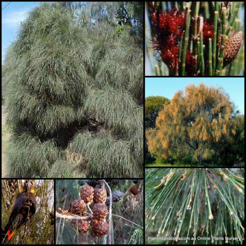 Sheoak Mixed x 8 Plants 3 Types Allocasuarina casuarina Hardy Native Trees She Oak Australian Pines Bird Attracting