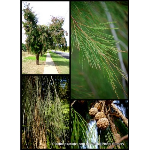 Sheoak Forest x 1 Plants Native Very Hardy Trees Rose She Oak Bird Attracting Frost Casuarina stricta Allocasuarina torulosa