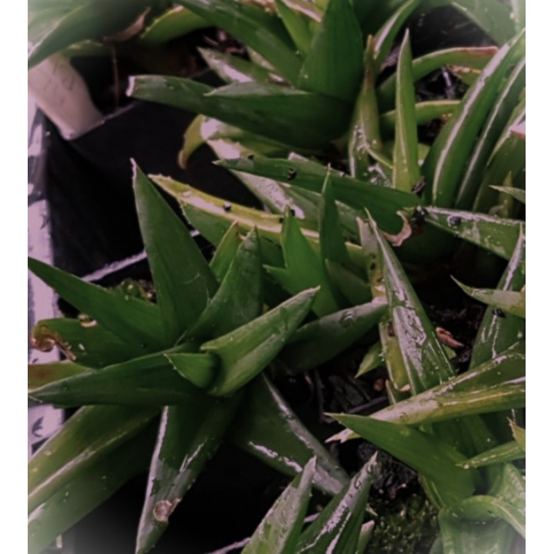 Black Gem Aloe Alorthia 1 Plants Herb Succulents Hanging Basket Pot | Plant  Inspirations