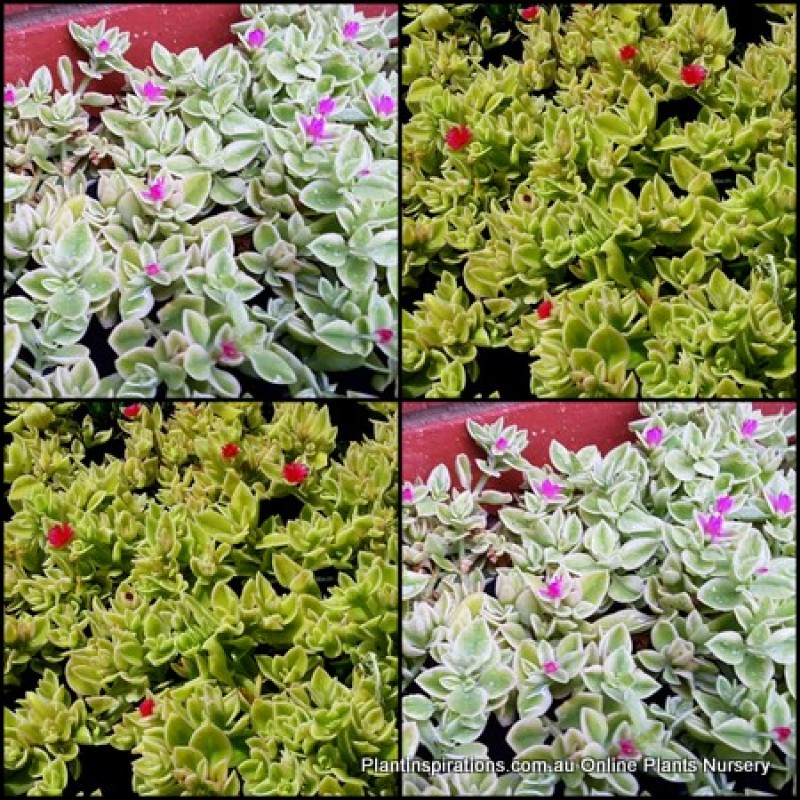 Aptenia Variegata Baby Sun Rose X 1, Succulent Ground Covers