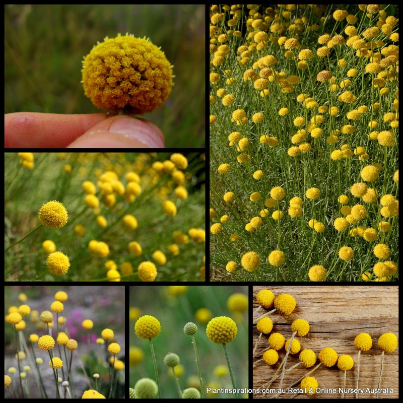Billy Buttons 1 Plants Native Yellow Flowering Shrubs Pycnosorus globosus