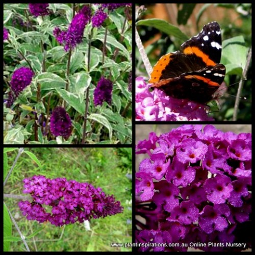 Buddleia Harlequin x 1 Plants Variegated Butterfly Bush Shrubs Scented Purple Mauve Flowering Garden Flowers Buddleja Royal Red davidii variegata 