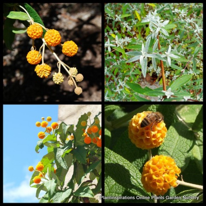 Buddleia Orange Ball Tree X 1 Plants Butterfly Bush Tall Shrubs Scented Flowering Hardy Cottage Garden