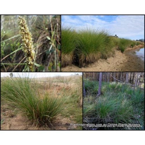 Tall Sedge Grass x 1 Native Carex appressa Wet Dry Pond Bog Dams Grasses Hardy Evergreen Flowering Border Water Garden