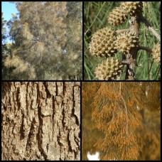 River Sheoak x 1 Plants Australian Native Pine Trees Evergreen Swamp She Oak Hardy Drought Frost Resistant Casuarina cunninghamiana