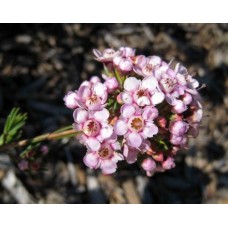 Geraldton Wax Paddy's Pink x 1 Flowering Native Plants Shrubs Chamelaucium uncinatum x verticordia Hardy Waxflower Flower Paddys Hedge