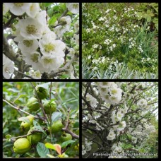 Chinese Quince White Flowering 1 Plants Chaenomeles speciosa nivalis