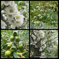 Chinese Quince White Flowering x 1 Plant Deciduous Hardy Hedging Screening Shrubs Cottage Garden Border Rockery Hedge Hedging Chaenomeles speciosa nivalis