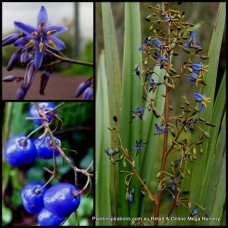 Dianella Native Blueberry Lily x 1 plants Native Grasses Strap Garden Foliage Blue Flowers Berries Shade Hardy Flowering Drought Frost revoluta Lilly Cottage Resistant