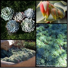 Mexican Snowball 1 Succulents Rosette Plants Echeveria elegans Hardy