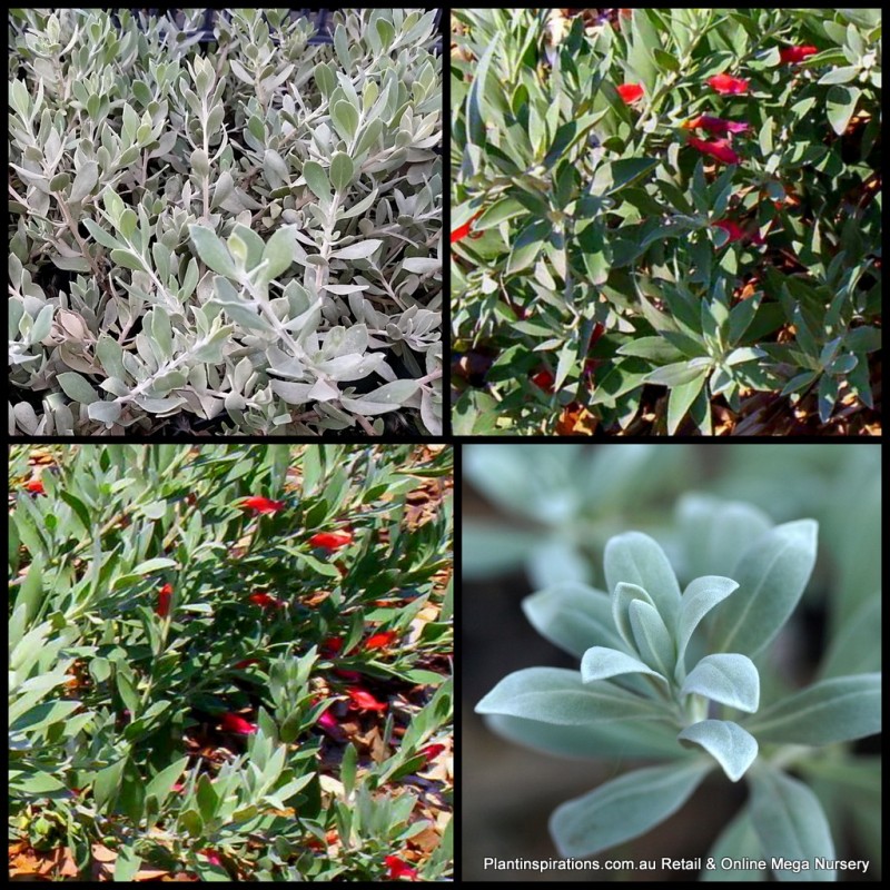 Eremophila Emu Bush Red Desert X 5 Hardy Native Shrubs Red Flowering Groundcover Plants Silver Grey
