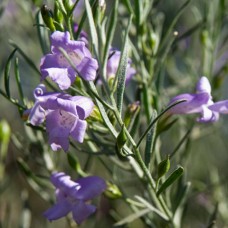 Eremophila Silver 1 Plants Emu Bush Native Shrubs nivea drummondii