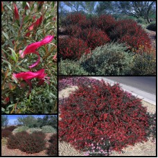 Eremophila maculata var. brevifolia x 1 Plants Emu Bush Native Ground cover Shrubs Red Flowering Hedge Hardy Drought Tolerant