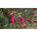 Red Flowering Eremophila maculata brevifolia 1 Plants Emu Bush Ground Cover