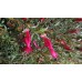 Eremophila maculata var. brevifolia x 1 Plants Emu Bush Native Ground cover Shrubs Red Flowering Hedge Hardy Drought Tolerant