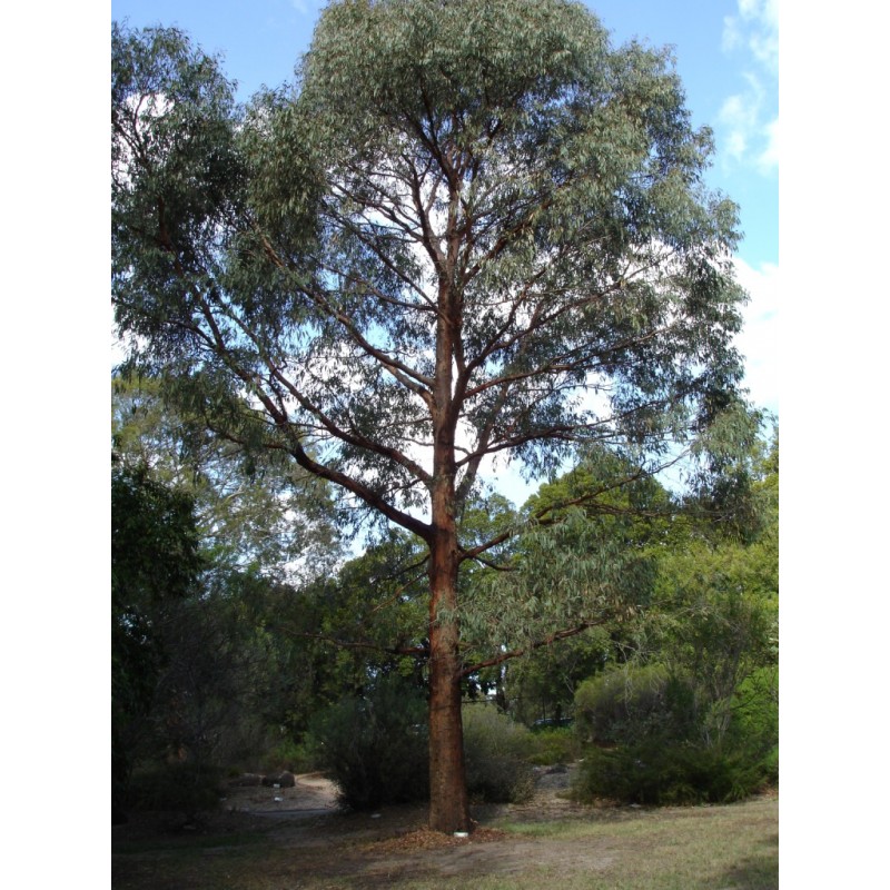 Eucalyptus Radiata X 5 Narrow Leaved Peppermint Gum Essential Oils Trees Hardy Flowering Native Plants Cream