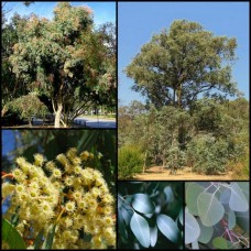 Eucalyptus polyanthemos Red Box Gum x 1 Plants Native Trees Cream Flowering Bird Attracting Honey Firewood Evergreen Gums Hardy Drought Frost Tough