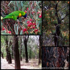 Eucalyptus Red Ironbark x 1 Plants Gum Trees Black Mugga Gums Weeping Native Hardwood Firewood Furniture Hardy sideroxylon rosea