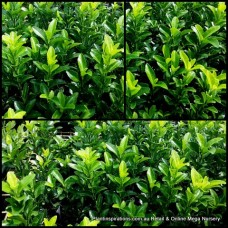 Euonymus Green Rocket 1 Plants Hedge Spire Spindle Shrubs