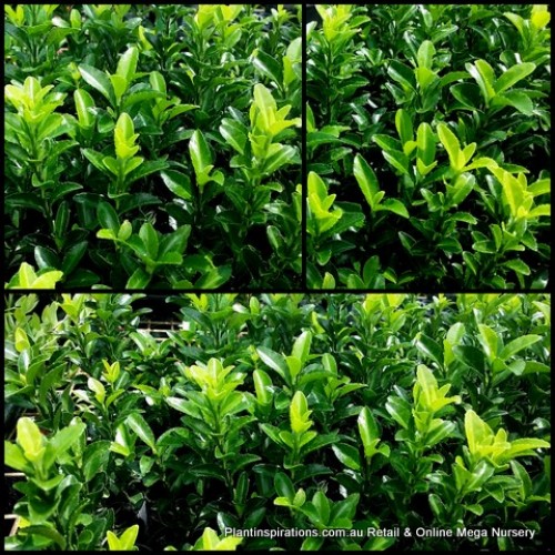 Euonymus Green Rocket 1 Plants Hedge Spire Spindle japonica shrubs
