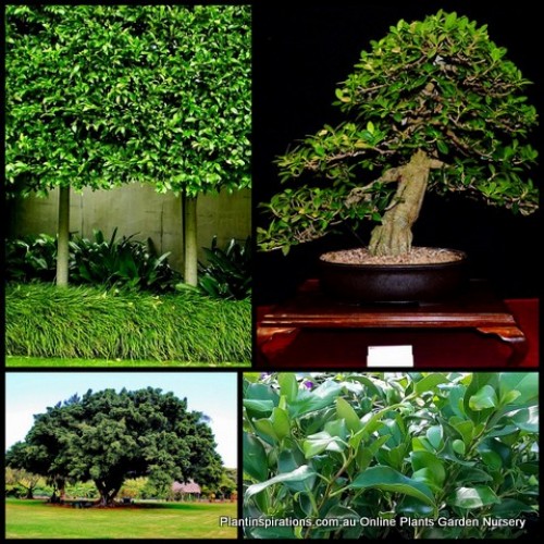Ficus Emerald Green x 1 Plant Indoor Native Pot Plants Evergreen Hardy Patio Balcony Fig Tree Trees Ornamental microcarpa hillii