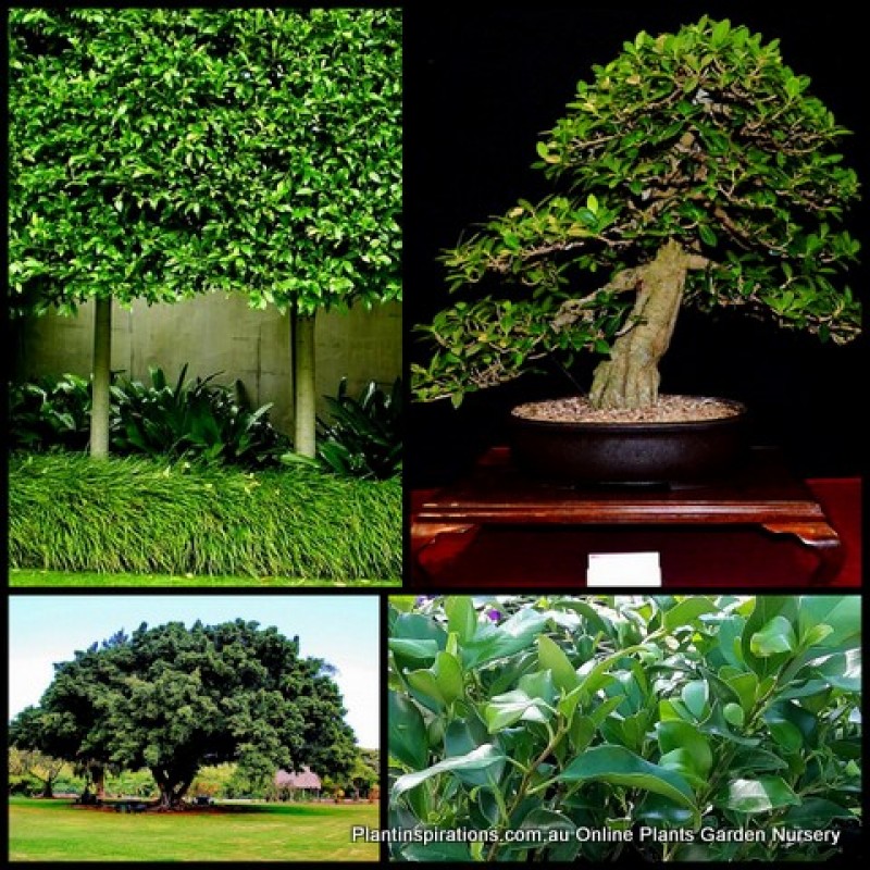 Ficus Emerald Green x 1 Indoor Native Pot Plants Evergreen Hardy Patio