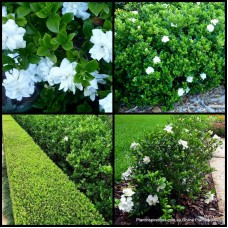 Gardenia Professor Pucci x 1 Plant Fragrant Scented White Double Flowering Tall Cottage Garden Pot Shrubs Hedge Shade Hardy augusta