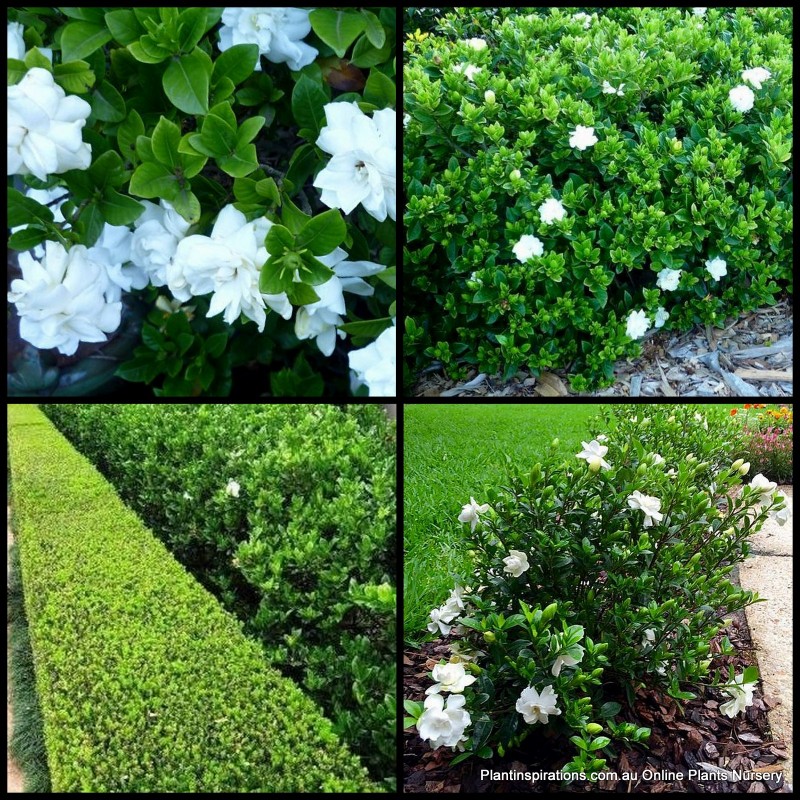Gardenia Professor Pucci x 1 Plant Fragrant Scented White Double