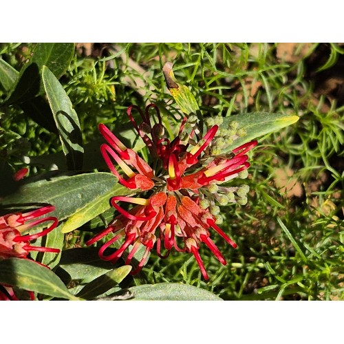 Grevillea Red Olive 1 Plants Hardy Native Shrubs olivacea