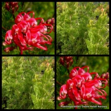 Grevillea Ellendale x 1 Plant Red Flowering Native Plants Shrubs Bird Attracting Flowers Evergreen Bush Hedge Screen Hardy Drought fililoba