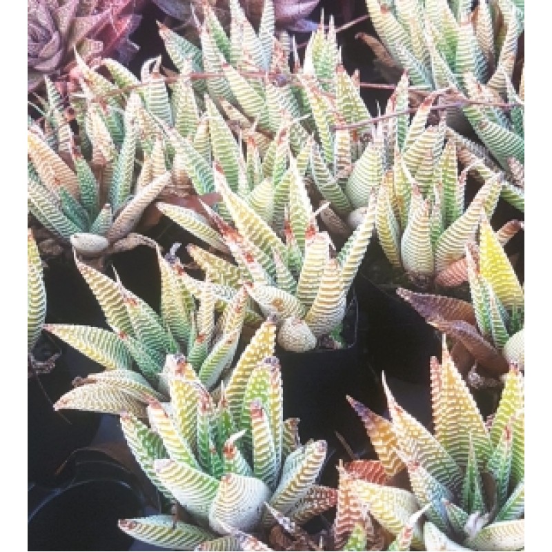 artificial succulent pots Rectangular Succulent Arrangement  Natural Planter