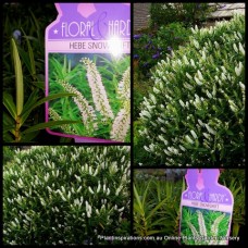 Hebe Snowdrift x 1 Plant White Flowering Veronica Evergreen Shrubs Plants Hedge Rockery Border Topiary Hardy Frost Pot headfortii