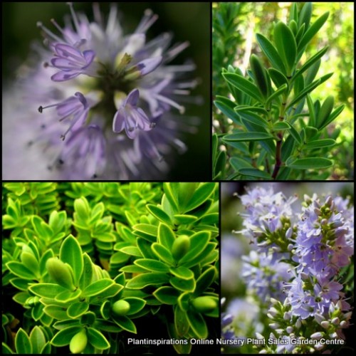 Hebe Boxwood x 1 Plant Veronica Evergreen Shrubs Plants Blue Mauve Flowering Pots Hedge Rockery Topiary Bonsai Hedging Hardy Frost diosmifolia