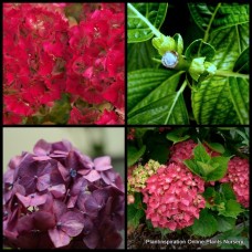 Hydrangea Leuchtfeuer Red x 1 Plant Mophead Hardy Cottage Garden Shrubs Large Flowers Border Patio Balcony Plants macrophylla