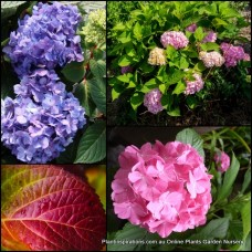 Hydrangea Rubis x 1 Plant Purple Flowering Mophead Shade Plants Cottage Garden Shrubs Bush Deciduous Hardy macrophylla