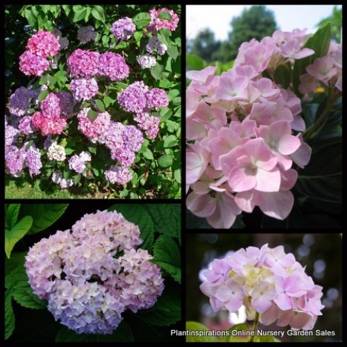 Hydrangea Preziosa Pink x 1 Plant Mophead Flowering Shade Shrubs Plants Bush Cottage Garden Pots Espalier Deciduous Hardy serrata