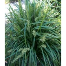 Lomandra Spiny Headed Mat Rush x 1 Plants Long Leaf Grasses Water Pond Plants Bird Attracting Border Pots Shade Hardy Drought Frost longifolia