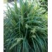 Lomandra Mixed Variety Pack x 6 Plants 3 Types Hardy Native Grasses Border Shade to full sun Erosion Control Water Pond Drought Frost Resistant Grass Mat Rush 