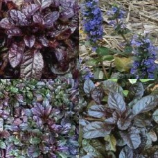 Ajuga reptans purpurea Midnight Blue x 1 Bugleherb Plants Shrubs Shade Cottage Garden Flowering Purple