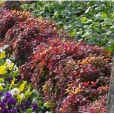 Nandina Dwarf x 1 Plants Heavenly Sacred Bamboo Japanese Shrubs Hedge Hardy Frost Green Red Purple Hedging Border Rockery Cottage Garden domestica nana