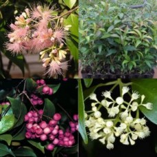 Lilly Pilly x 5 Acmena smithii Trees Native Garden Plants Fast Growing Hedge Trees White Flowering Berries Edible Bush Tucker Pots Topiary